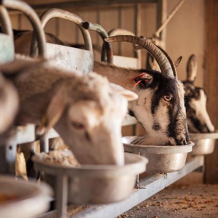 Bed&Breakfast Agroturizam Antunovic Kuna Pelješka Eksteriør billede