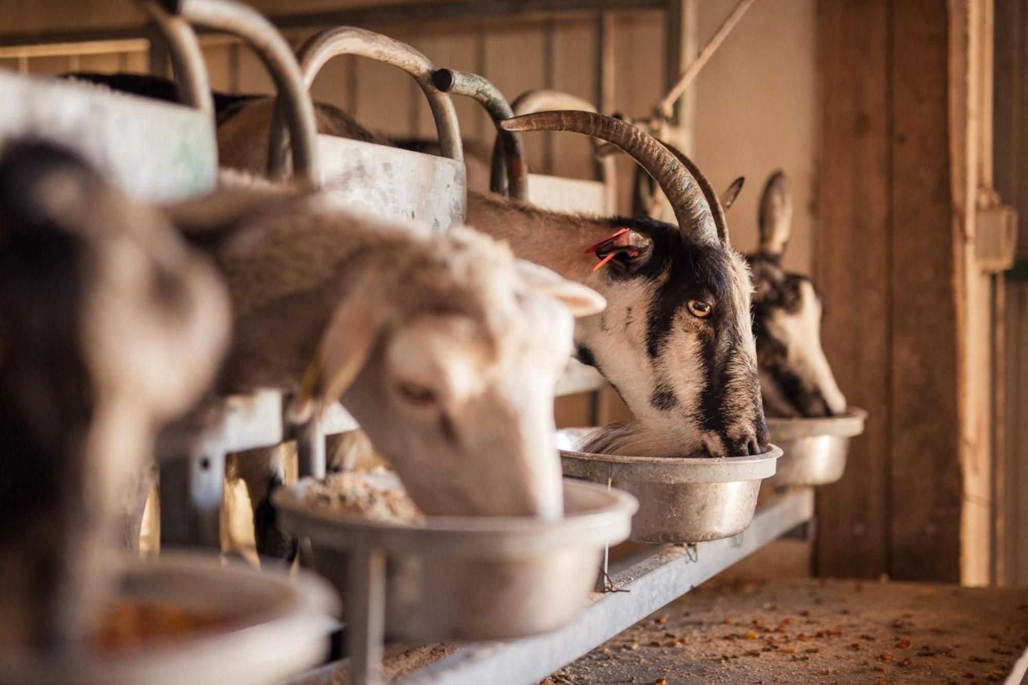 Bed&Breakfast Agroturizam Antunovic Kuna Pelješka Eksteriør billede